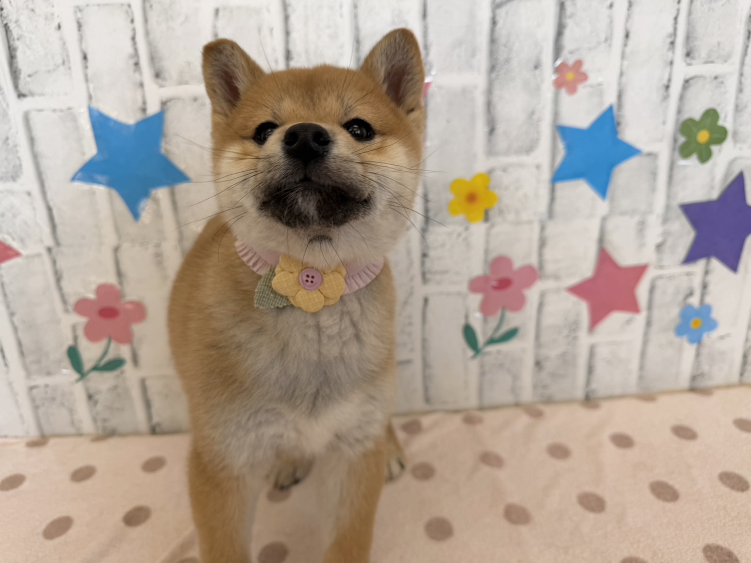 GSssmjdSixVQq75ioRzOyN_S9Ks4pnN8Z67c6ihA8rxhJLw7vQPjLhXuB7KKid1duhKp2HGDOV6VoCodfK8zfpG1SPBhGJ8YEgPaTb6hx-gUGmSkTagWExIeybRrk5s-yoEYSNdl5TIBu65cFcBv0A==