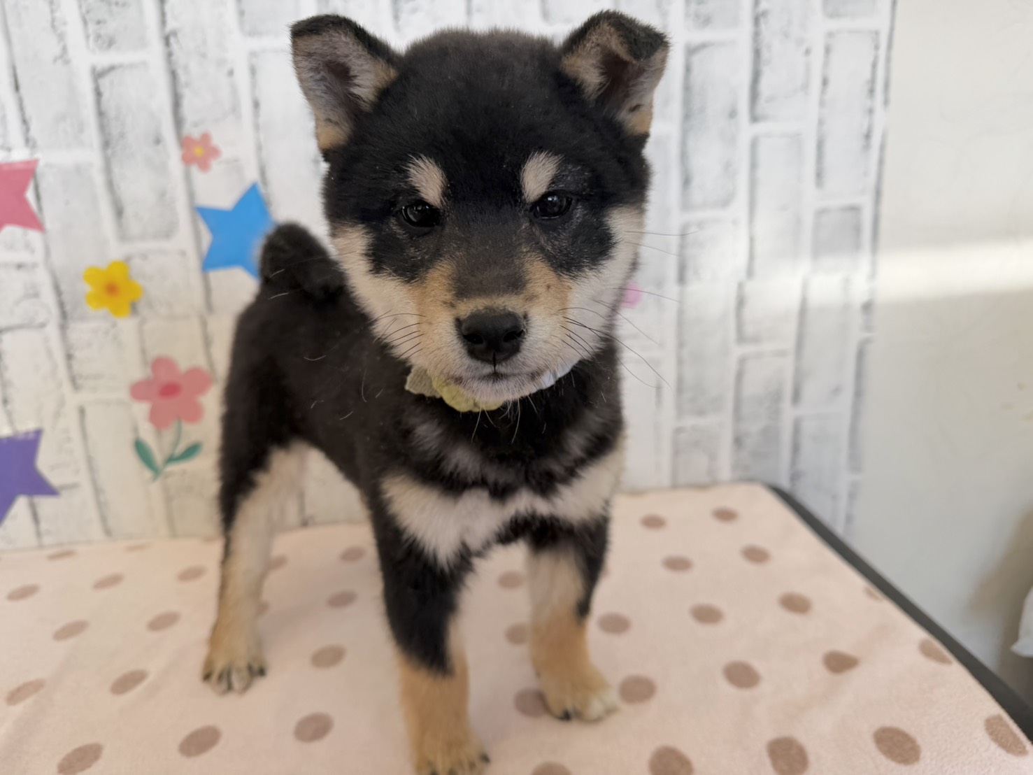 r0Oe-XXYg-gzh5P8C6jkaz9mIPtunAh77LKYJ6kWzzawyG9wZ7VH3rf0AyPVnbsW3UbE3YDv9UJYRiFEZwQkmNL3v1-lSImkyDO9NdnSIqu9SEsj9Br3FSTIwwbX1AVzyoEYSNdl5TIBu65cFcBv0A==