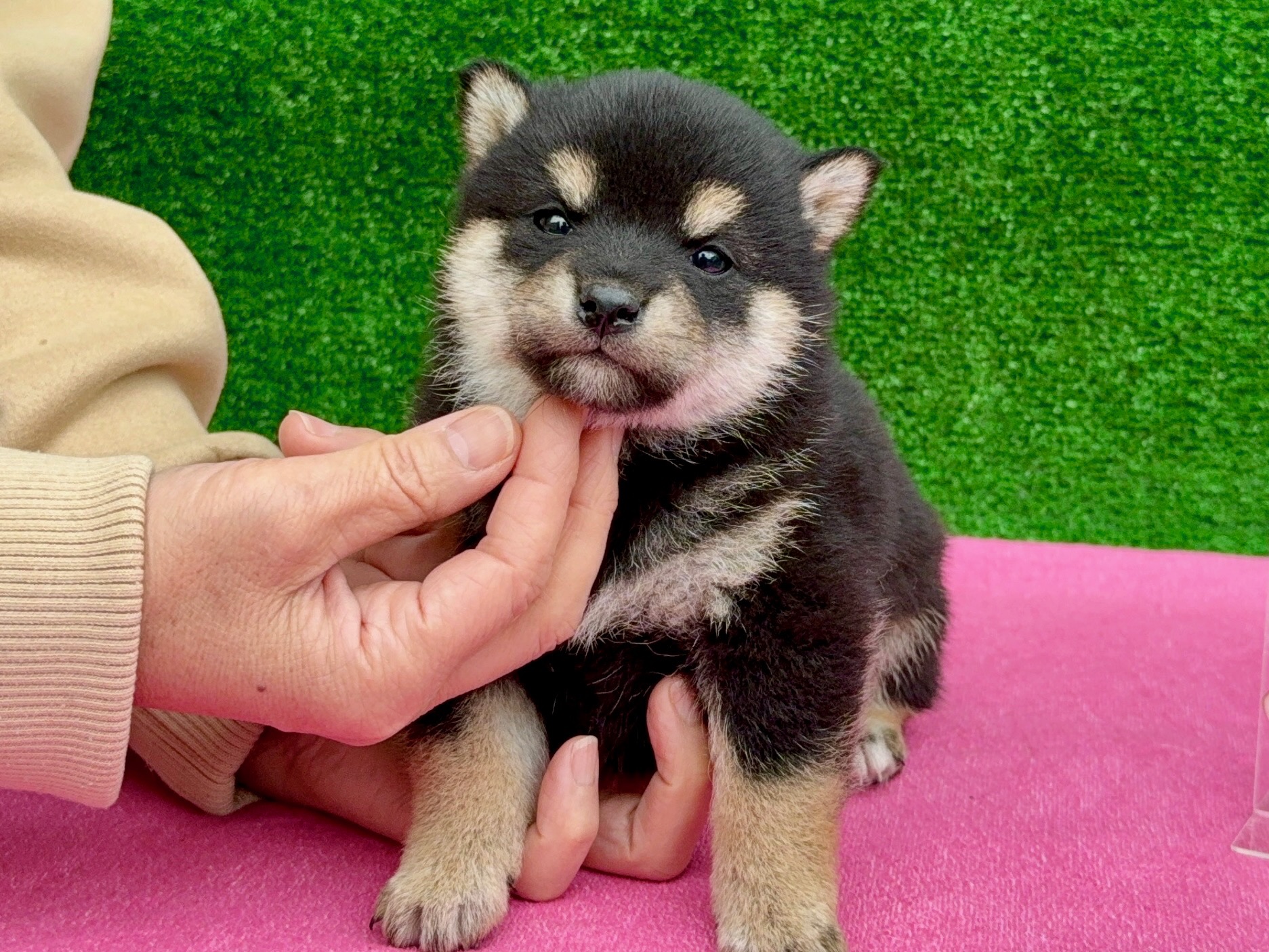 01816bdb4257631942876bff538adf954c1860b890