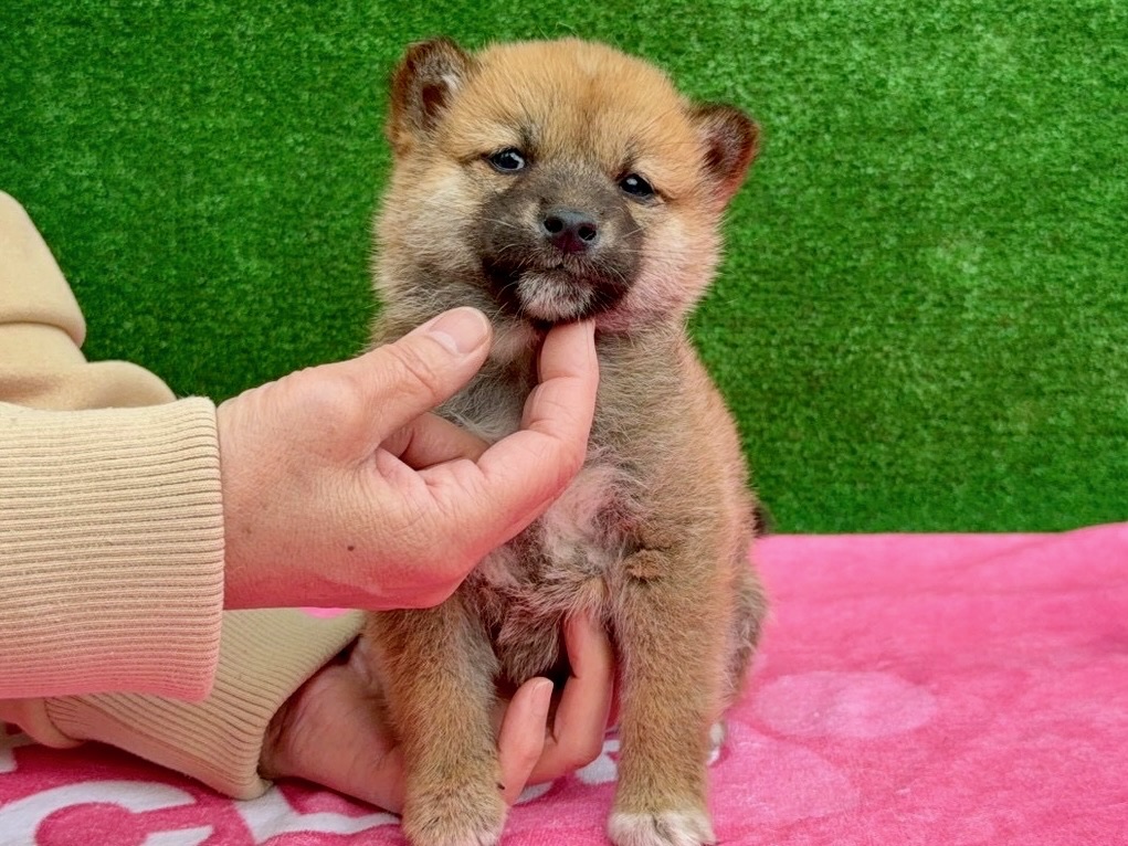 0181ad565c14832ef0764b7bd692c4cd420a5c1092