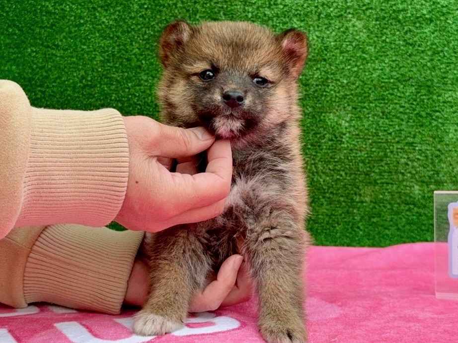 01d7c38df561d4b9749482dad0b34361c52f906cf3