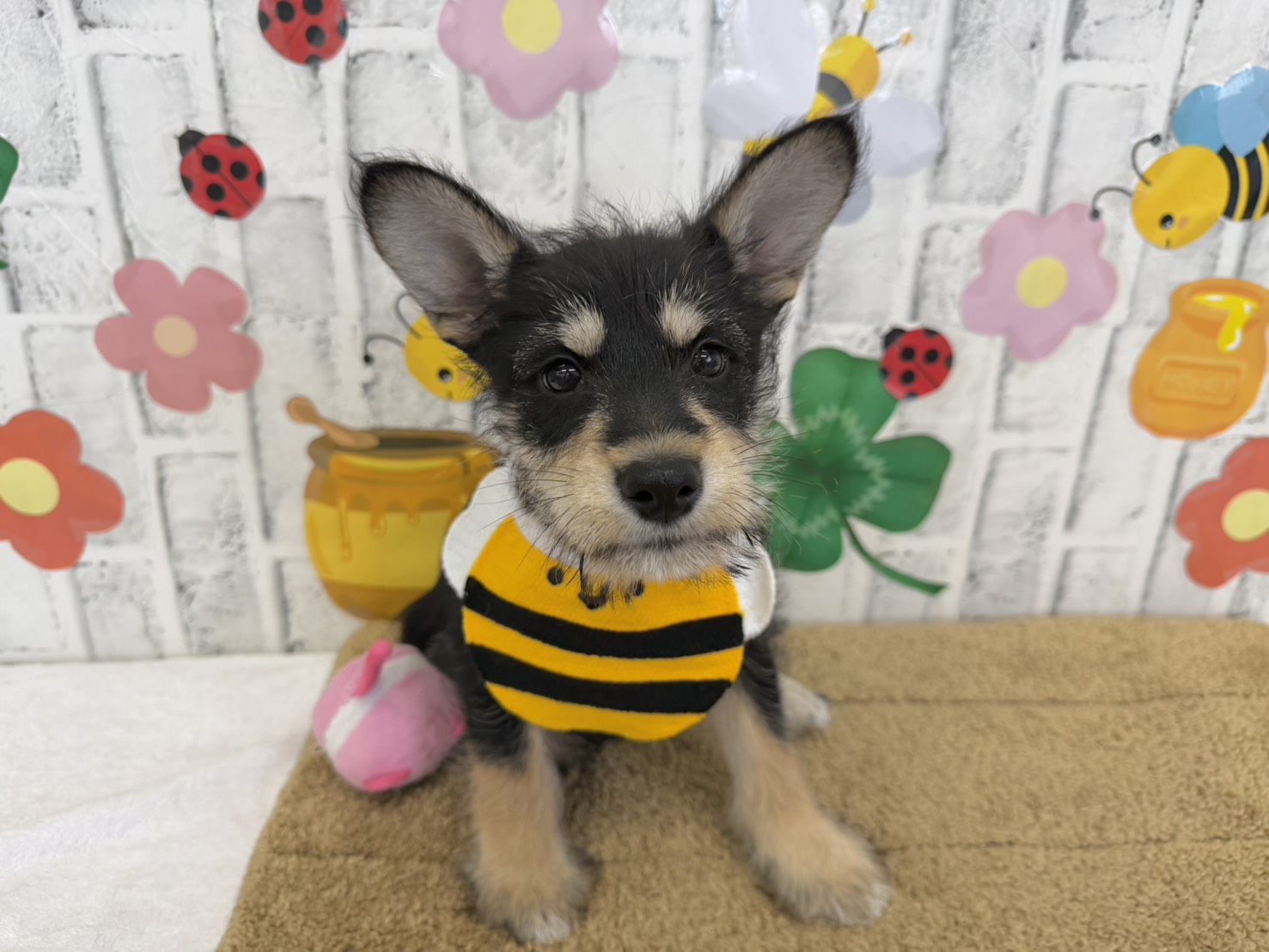 0BOkPQNZvEAIKBNd1ELiIY0eh71NRzQjgg8T7vND2KMcQDdhbH0yc4tvzwI0X5ByUKw09sApfyYu2ha8lwo09ujSfBDc6hVBy1pABYGtk_ZM2wToJO1FpZUflwlkrbqGkCPUNF5rJUTpUxwFl42Qjw==