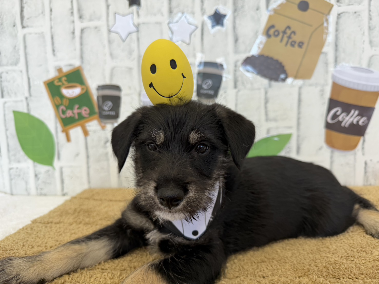 FWNdTGZxhXprJTQyxuM-fs3opfn0lMLbtmIVTYXVh1OAxS7QJ8KV-U2j2kEeHXUDbLxaF4420sEk1KciiP0vf16v5g1QMN3FrOGQDj56FvJtq_rlC33fTQbIl5lapFK5dWH1GW1Hzzc1ZjJIrpDCnQ==