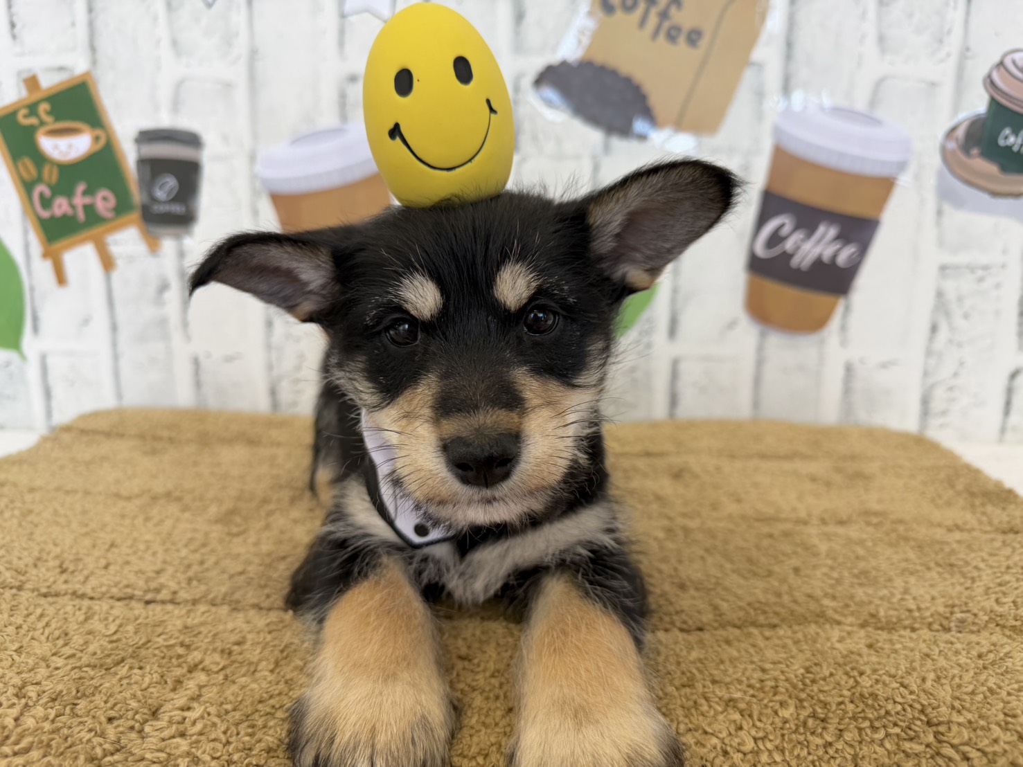 QUXWm8QRVxsSR0Hi5OpyfM5DY6Vs0SleHPQE6An0SQhTgGbCJs8UgkaRCT5wMEhsFQGQdQupClapY6y9Xg4tR3jeEPYkHfWYjQFXeV2tSuZwqahGOUCNy3xh4AAi5IElz-l8wzGQwHLkU5ioxg2GJw==