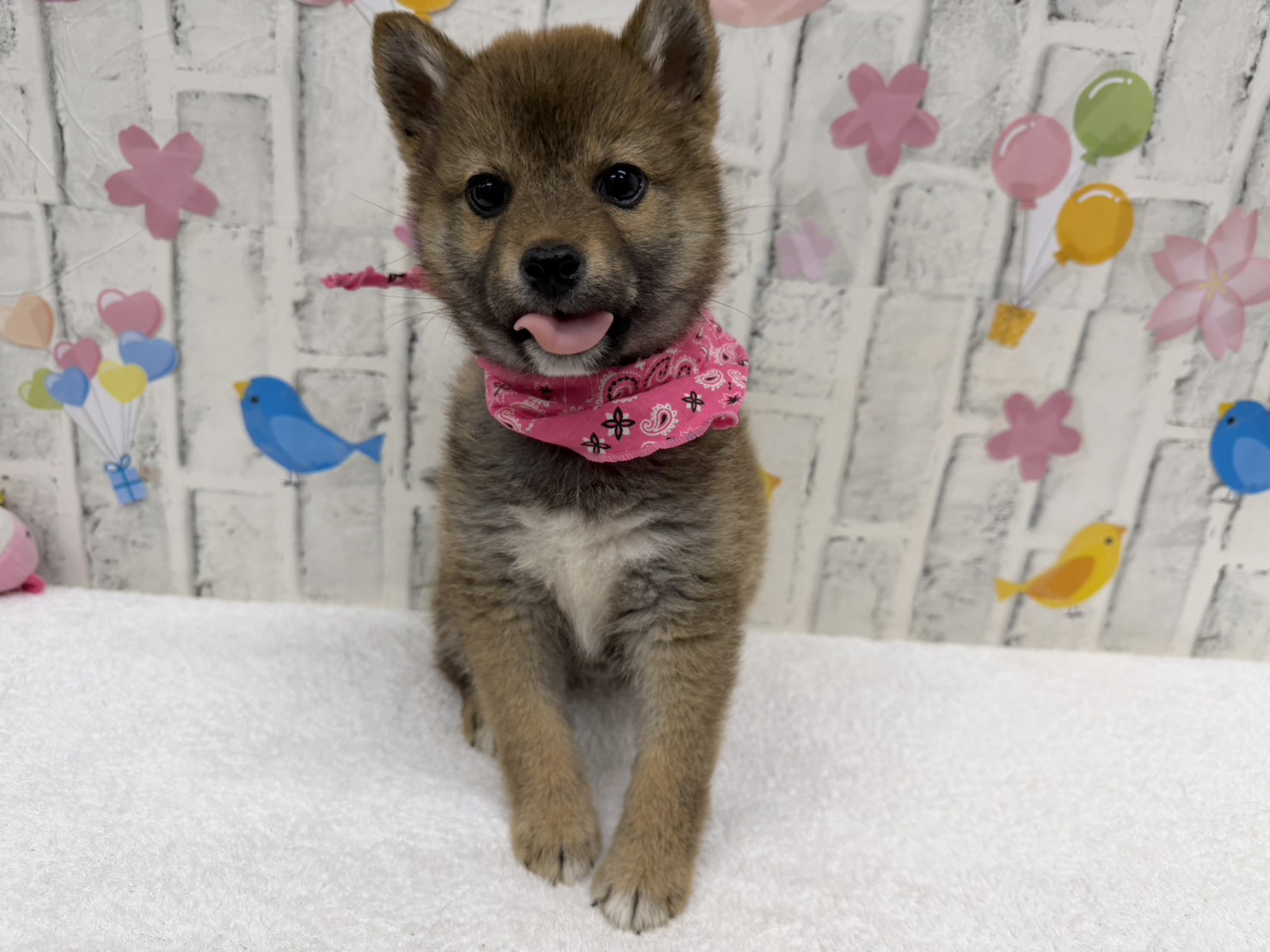 UDtCPtbZ9mH8eyfkXLELhnPwjkNlJoPTf_P3tx-PLyRYz2A_VitaPmbMsqnRtpED7AgPXVL4WMa8Nd9fBOwtnUVPgwSrAf8jQs8QWmnsdv9lctqj4rXv-uImUqBvPNv_dWH1GW1Hzzc1ZjJIrpDCnQ==