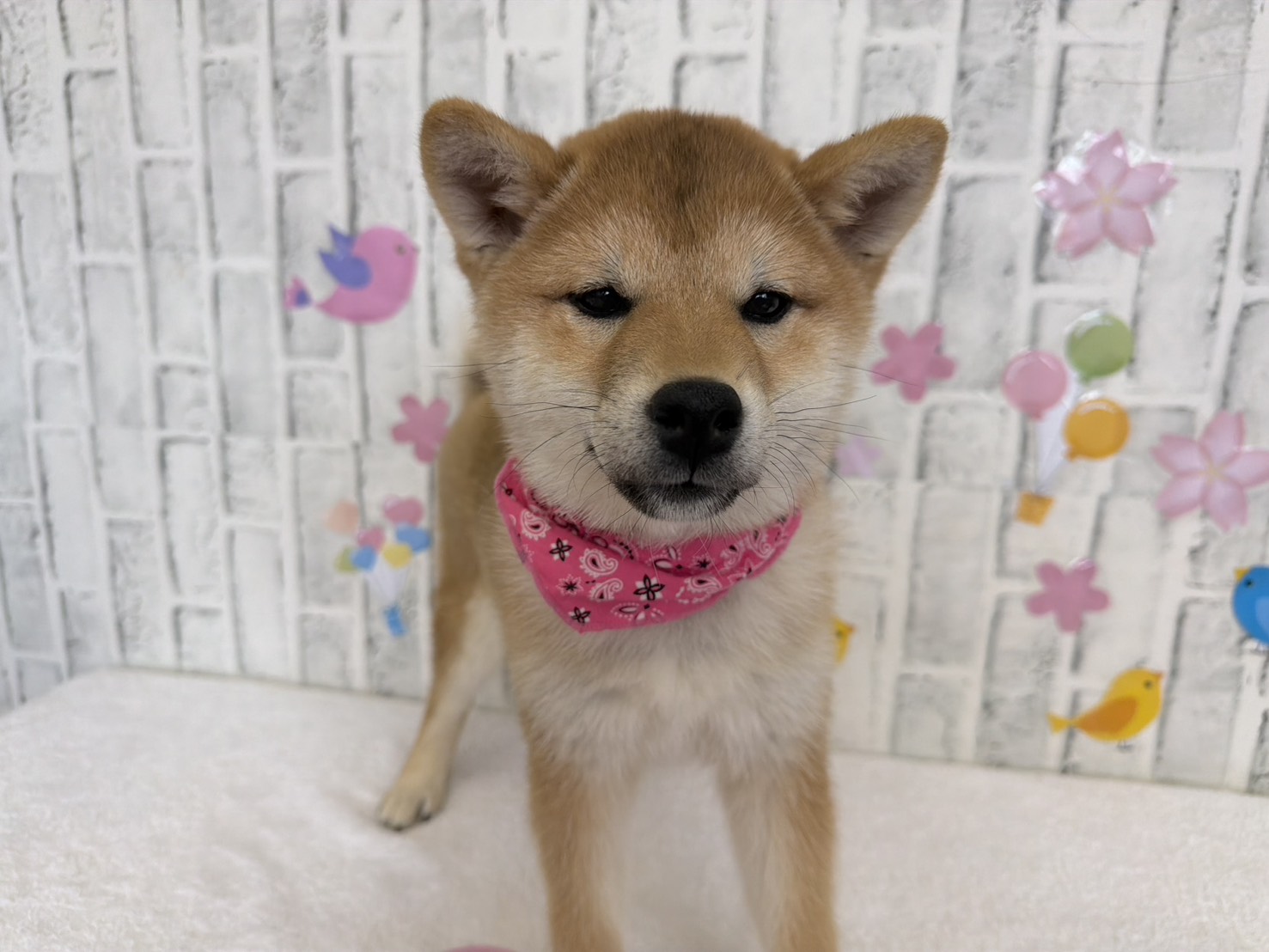 acvAiBTKjKvkx2yvZdRMza5j57U_47daYT887jCBS5G477-vbKouqdaw48Tjz6JK3WtSDcIGdtZBDlQJlHEZNXtrm4bLJZlkwUGgL9bOG5aXU9RVsHJ1Ooeh85EhwFBPz-l8wzGQwHLkU5ioxg2GJw==