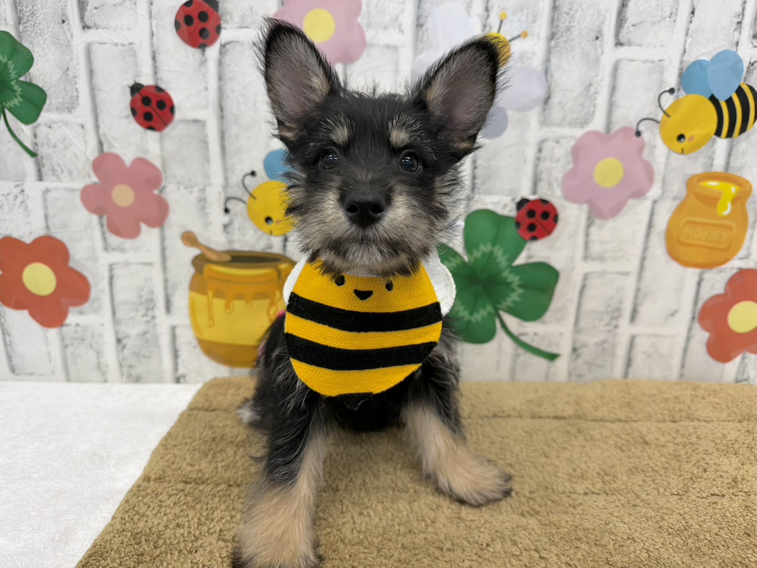 j4xlqMwoqBLtz9SQYOYgxn4oA8bmBJikaPuMXYyeQ66x2X4WlKHT5G3_F25fh5-ZtY-gJgYG8J7ZGVmU7nHH4Pb7i8vI6jmesbuPKgXH3yc8sbnjLthb01fRdddA0iaJjgTjgTGATm1_gXXKFHhmhg==