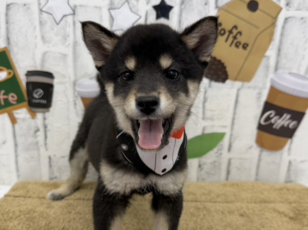 line_oa_chat_260307_125801