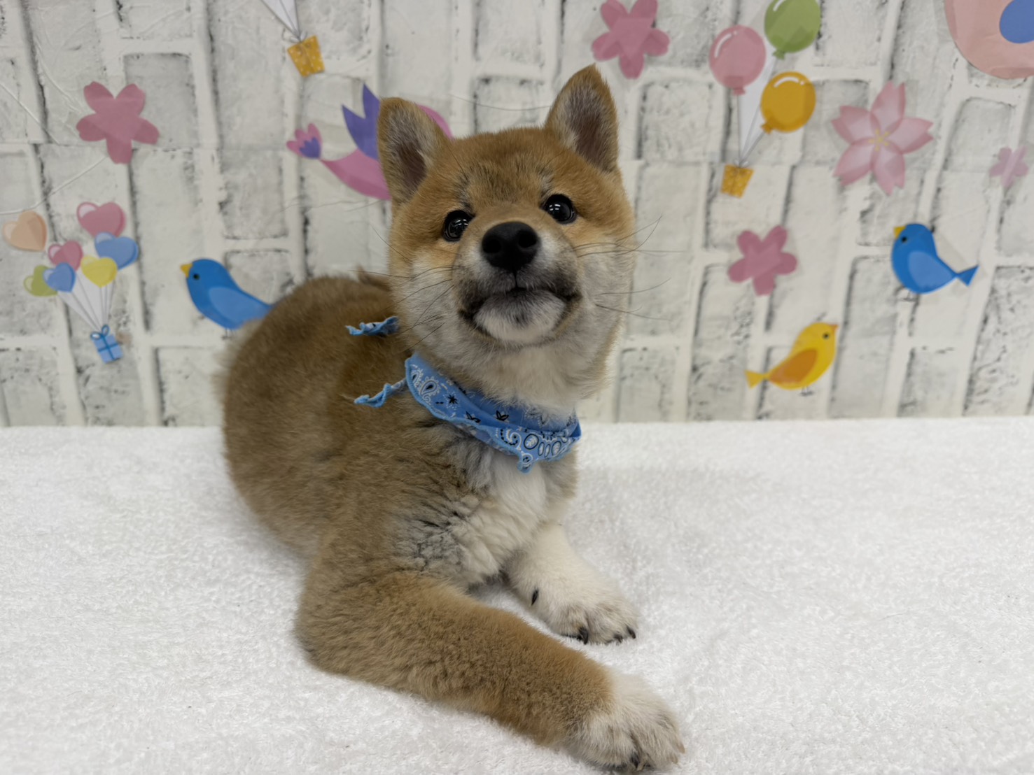 ssG3mdOF0ZogWS-UHTY-pP3pQiOJ5He7z9LzL-A9eb2oK8CyDzEfHtF2VTndNrJf4sCEouQdBlixCA0YOdq1WRU23bFpgvOTbFk9PZ3lLGeUyzD2YwdvobSi-7JcY1xYQQq1-WG3eFy_I7uXKcbEYg==